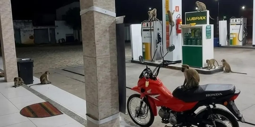 Cena Inusitada: Macacos invadem cidade do Alto Oeste Potiguar